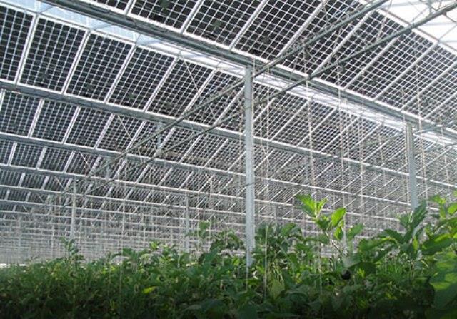 Agricultural photovoltaic system 01.jpg